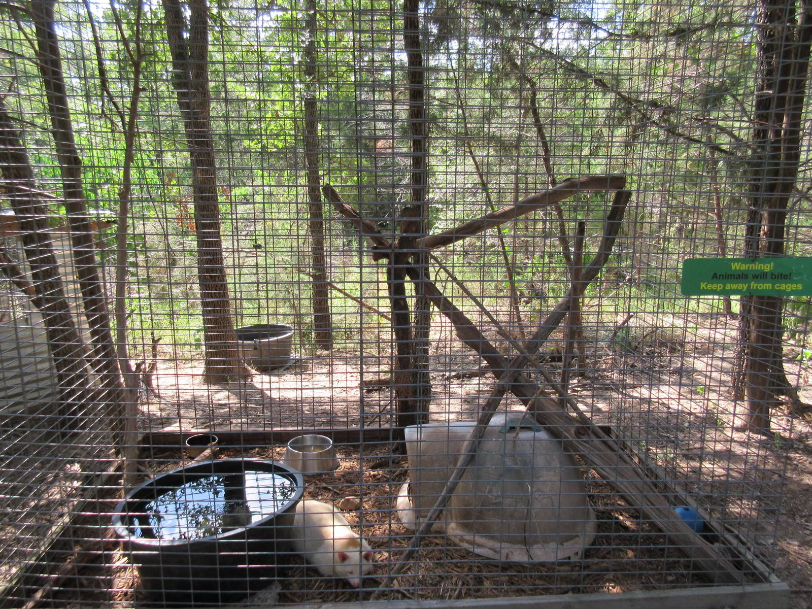 Albino Raccoon Exhibit