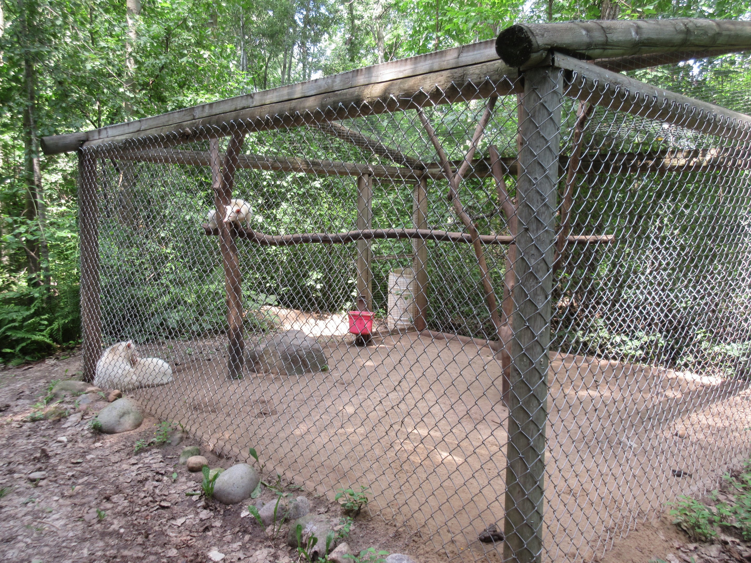 Albino Raccoon Exhibit