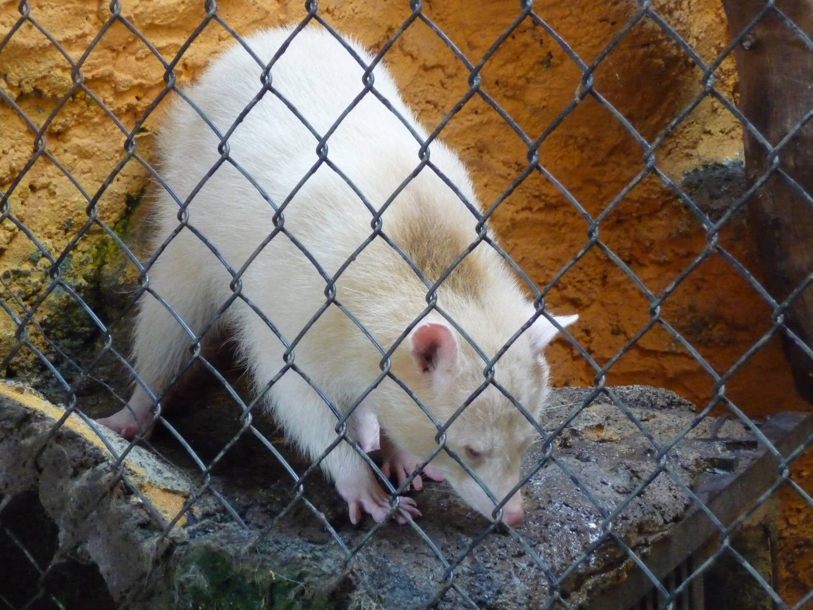 albino raccoon morelia zoo
