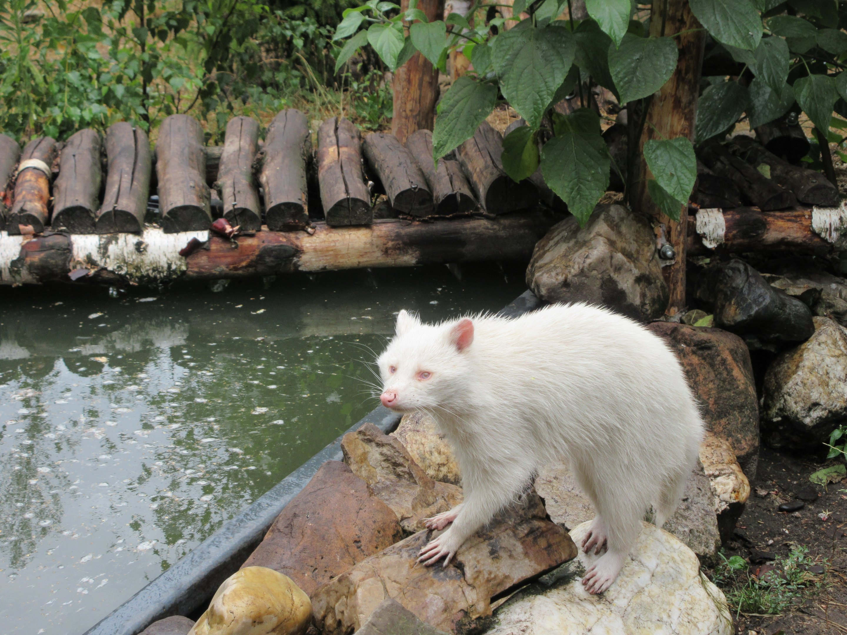 Albino Raccoon