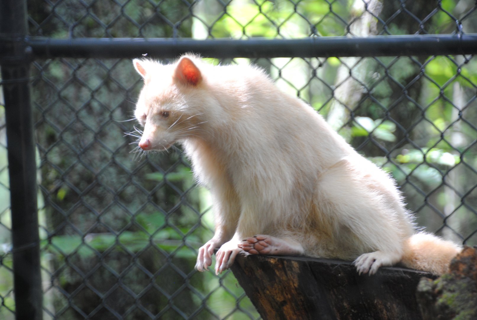 Albino Raccoon