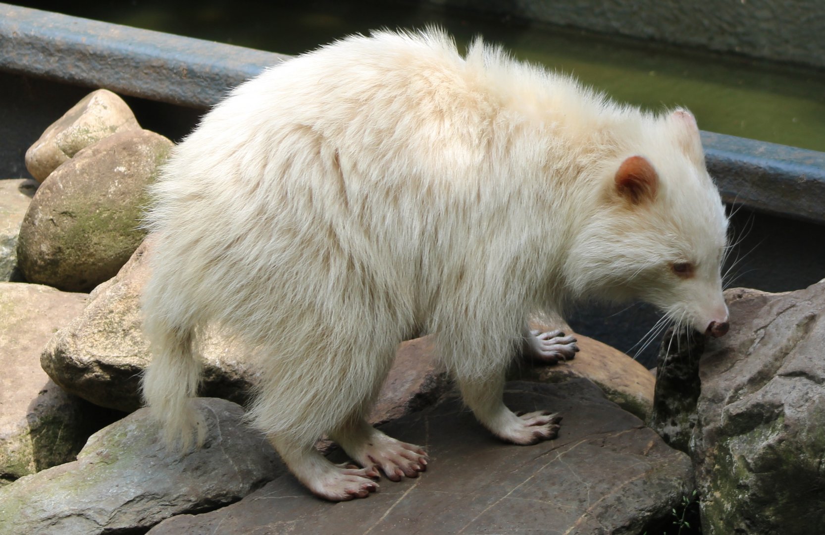 Albino Raccoon