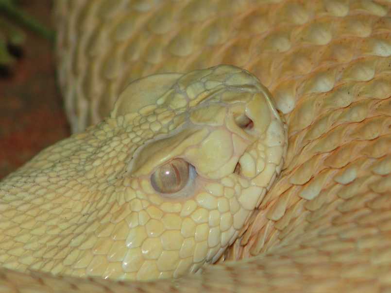 Albino Rattlesnake Closeup