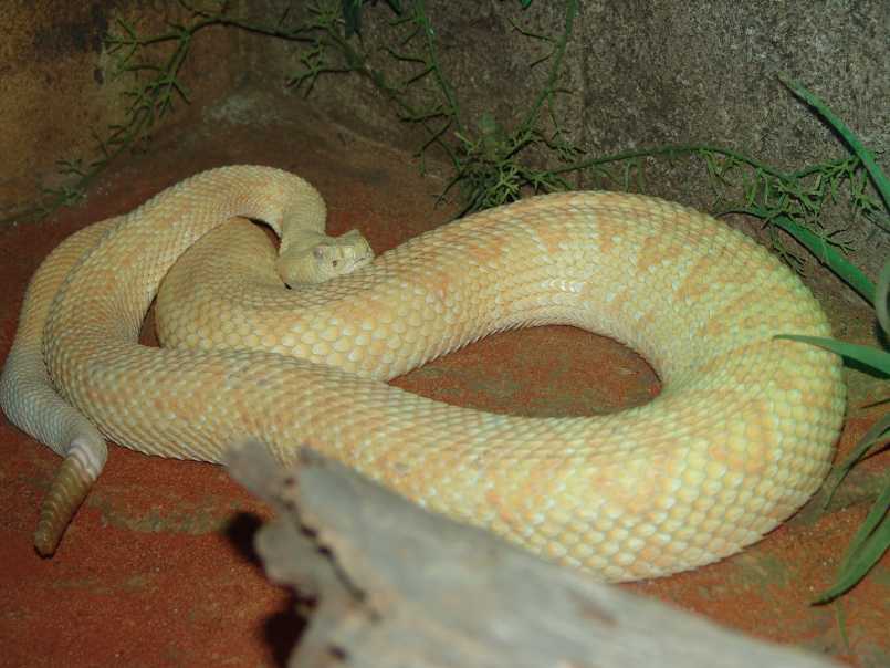 Albino Rattlesnake