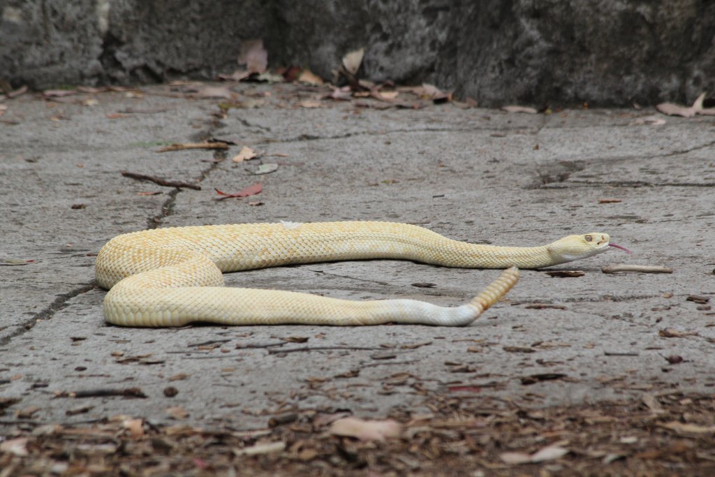 Albino Rattlesnake