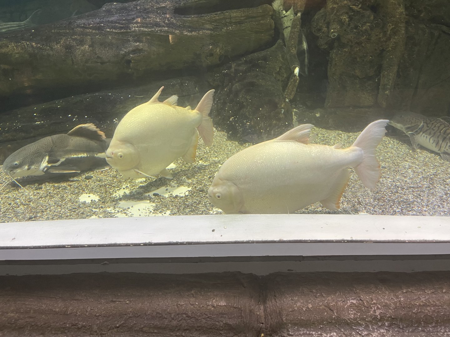 albino red-bellied pacu (piaractus brachypomus)