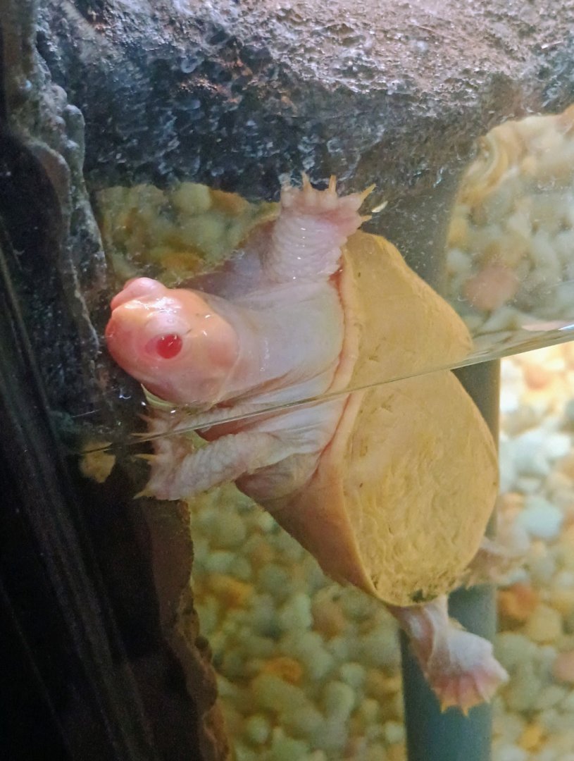 Albino Red-Eared Slider (6/21/25)