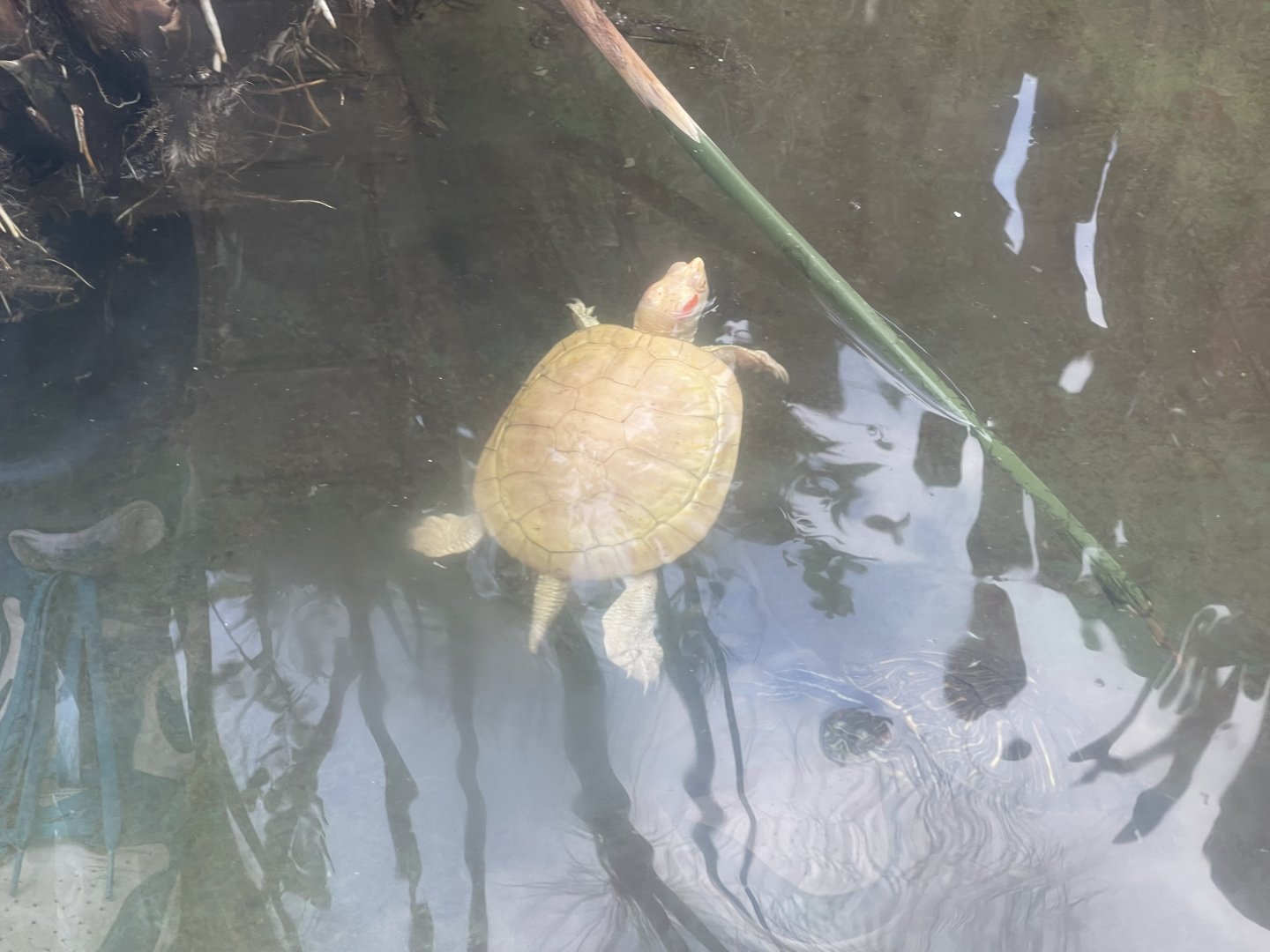 albino red-eared slider (trachemys scripta elegans)