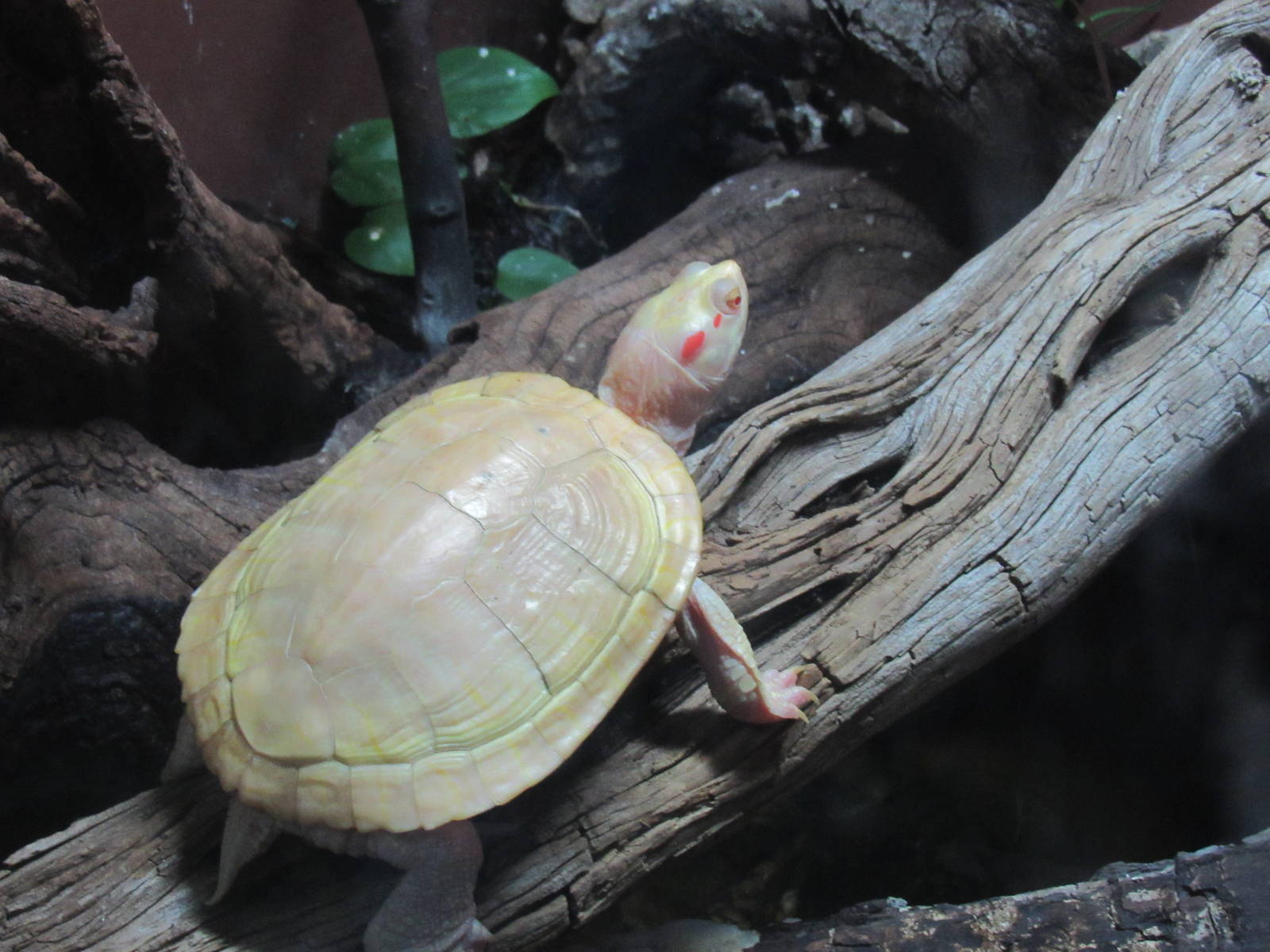 Albino Red Eared Slider Turtle