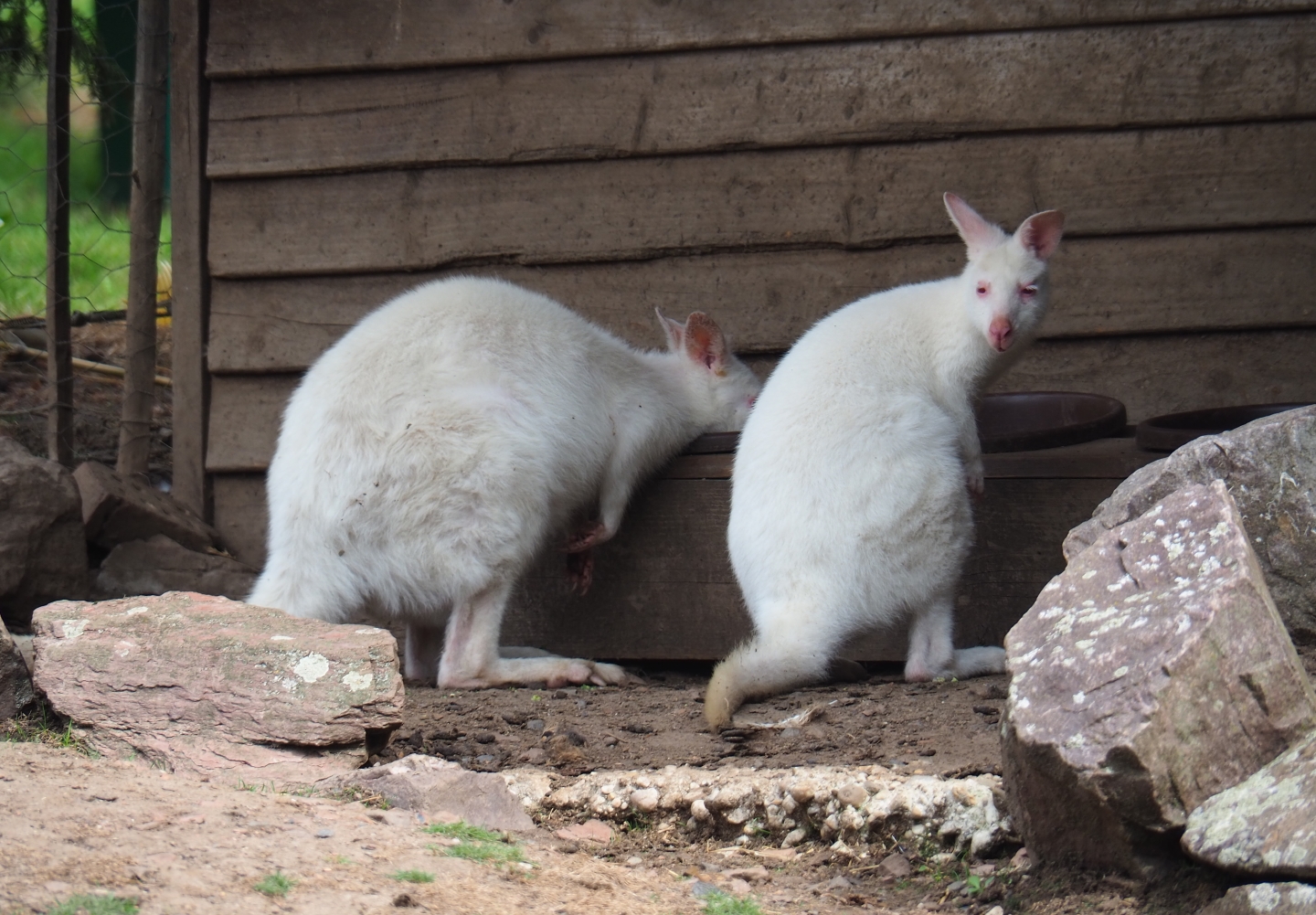 Albino Red-necked wallabies feeding (Aug 28th, 2018)