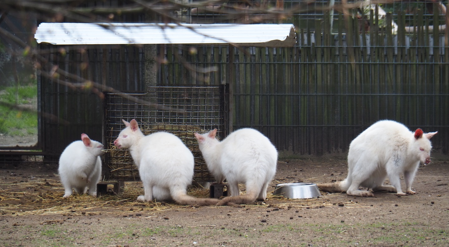 Albino red-necked wallabies (Macropus rufogriseus), 2019-04-06