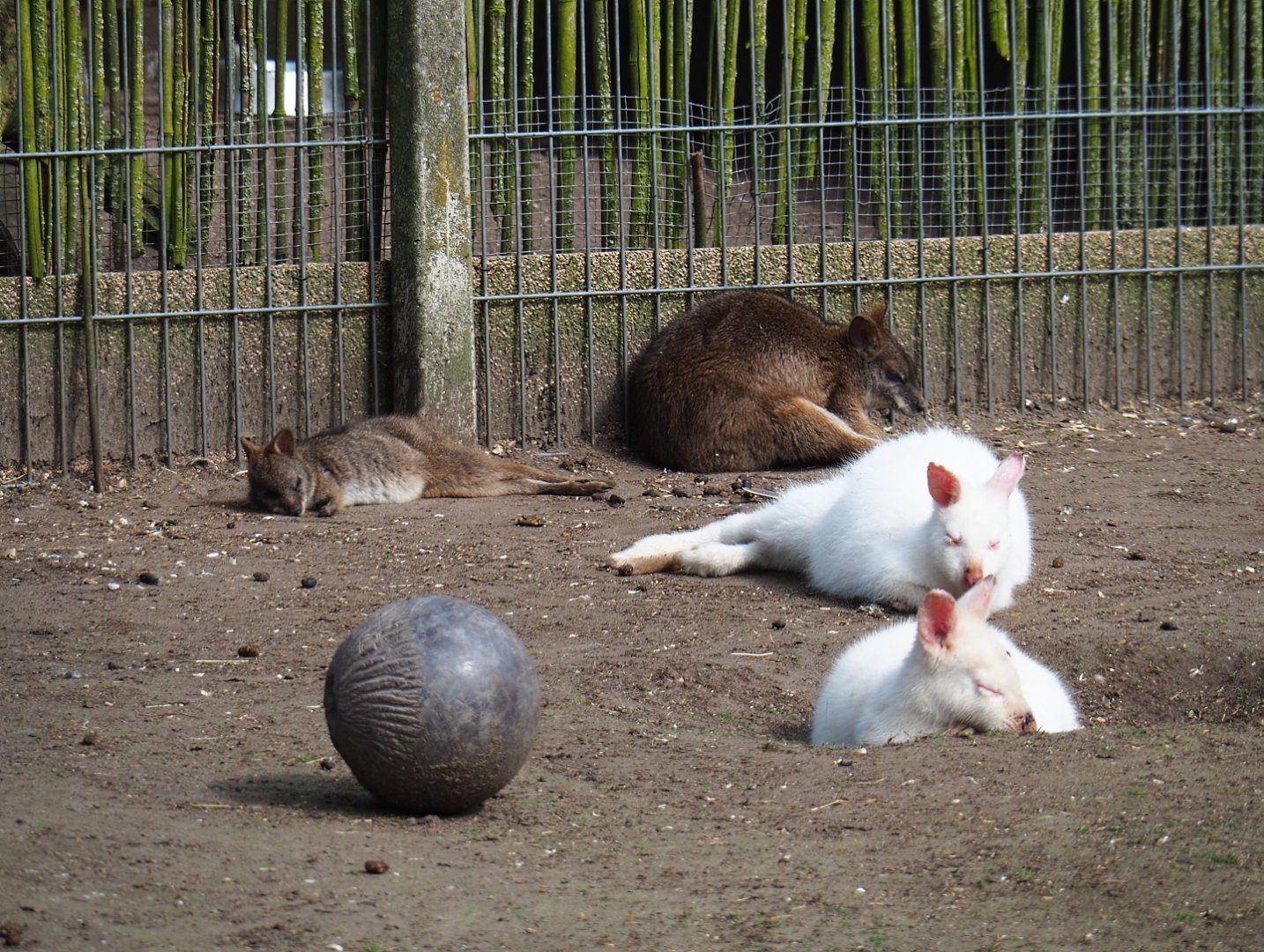 Albino red-necked wallabies (Macropus rufogriseus) and Parma wallabies (M. parma), 2019-04-06