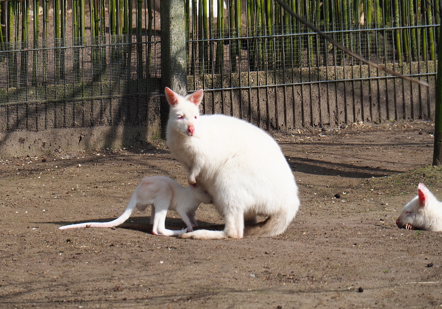 Albino red-necked wallaby and joey (Macropus rufogriseus), 2019-04-06