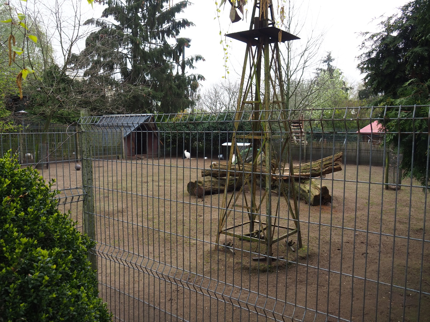 Albino red-necked wallaby and Parma wallaby paddock, 2019-04-06