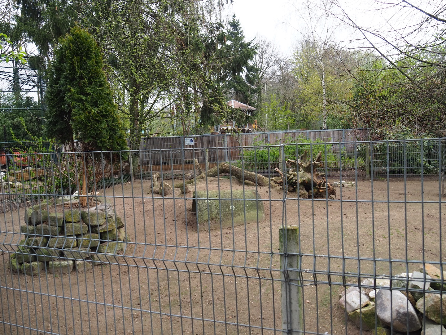 Albino red-necked wallaby and Parma wallaby paddock, 2019-04-06