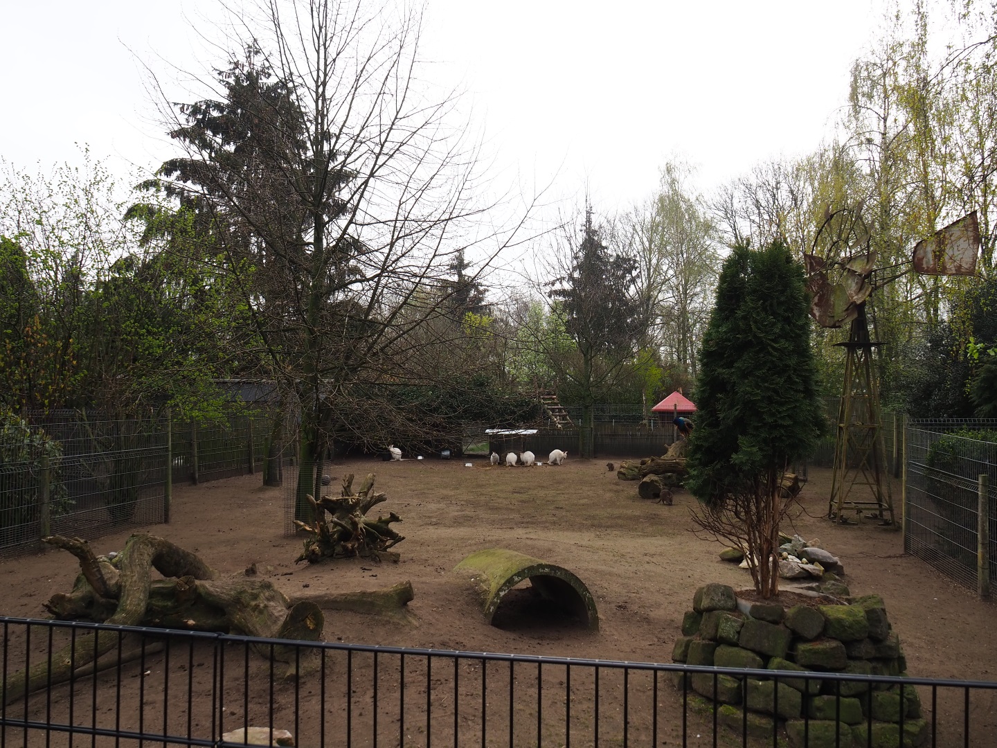 Albino red-necked wallaby and Parma wallaby paddock, 2019-04-06