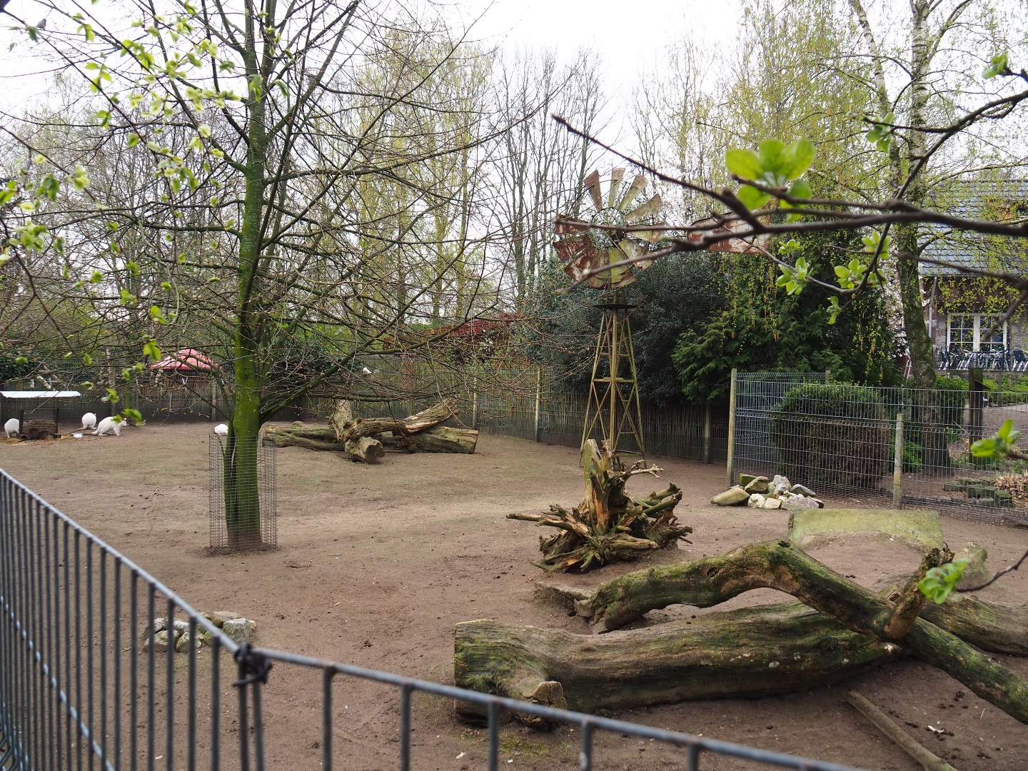 Albino red-necked wallaby and Parma wallaby paddock, 2019-04-06