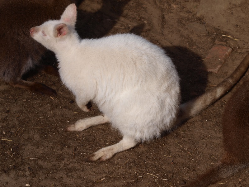 Albino red-necked wallaby (April 19th, 2015)