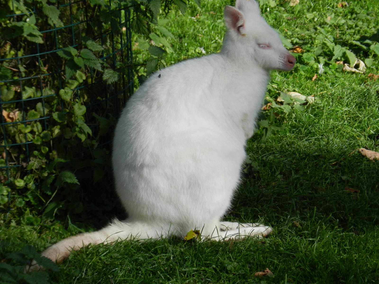 Albino Red-necked Wallaby at Flamingo Land - 14/10/2012