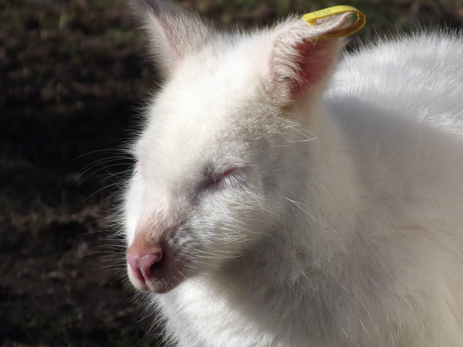 Albino Red necked Wallaby at Flamingoland 19/02/12