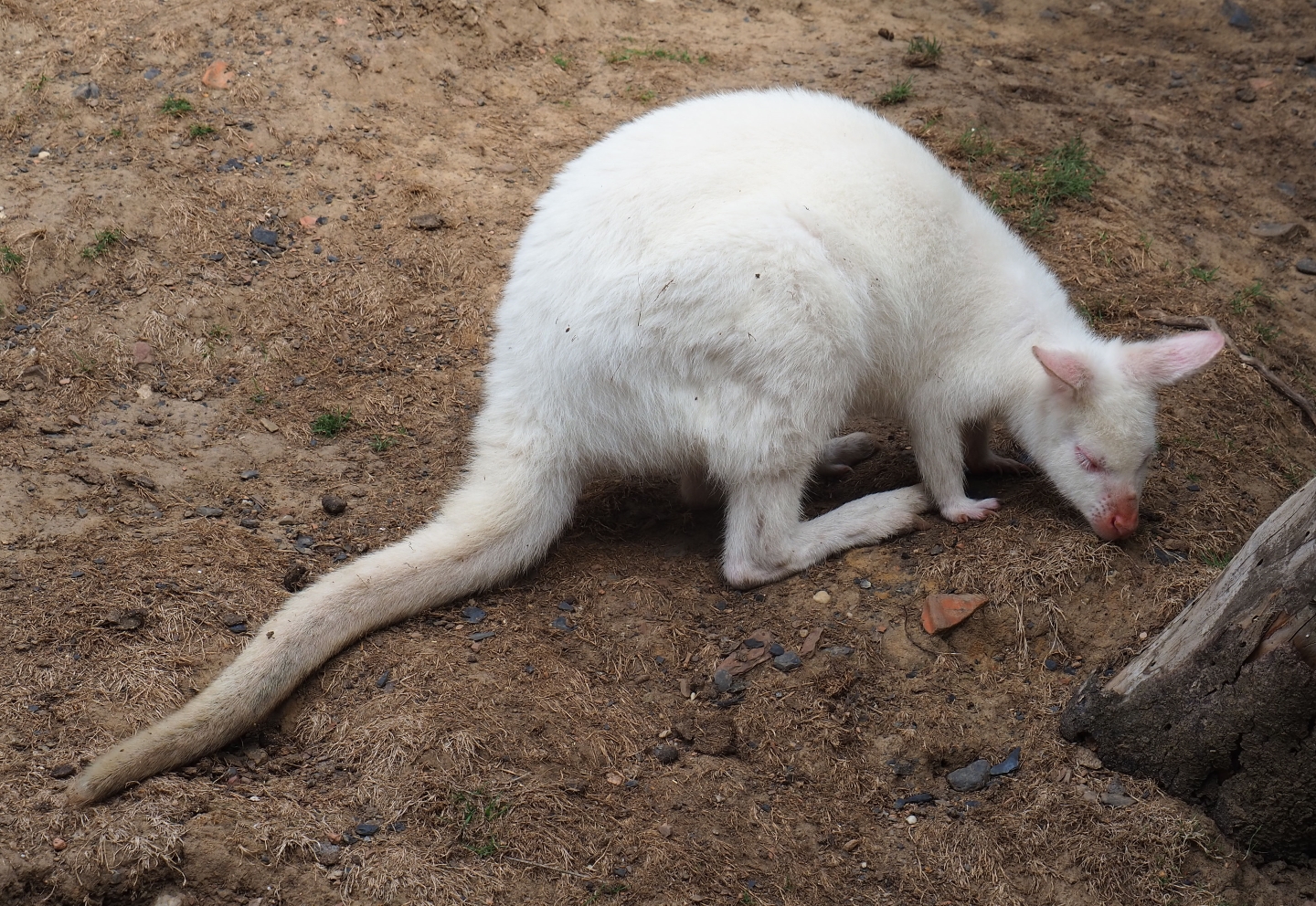 Albino Red-necked wallaby (Aug 28th, 2018)