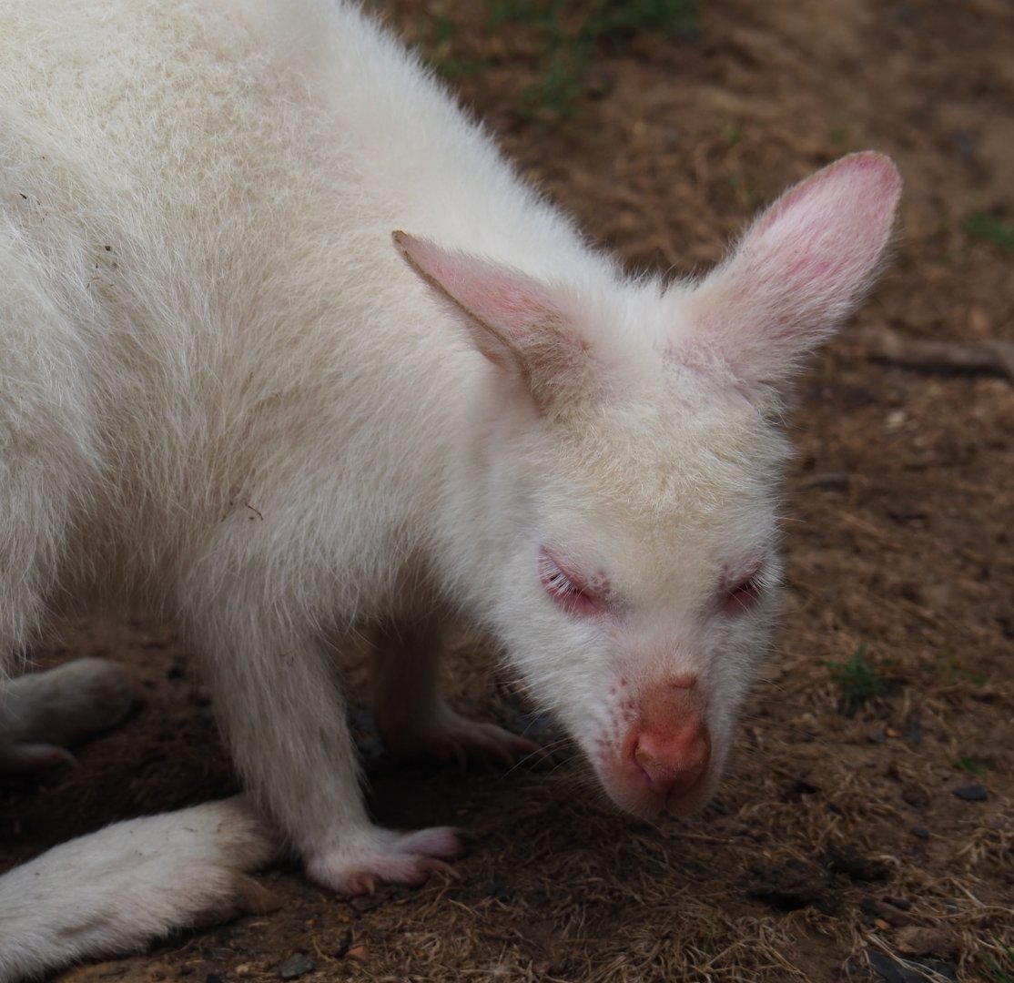 Albino Red-necked wallaby (Aug 28th, 2018)