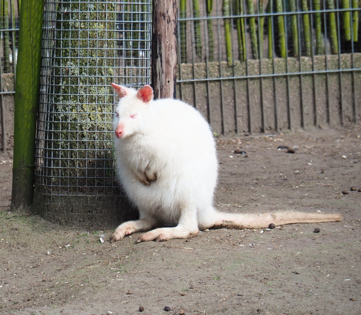Albino red-necked wallaby (Macropus rufogriseus), 2019-04-06