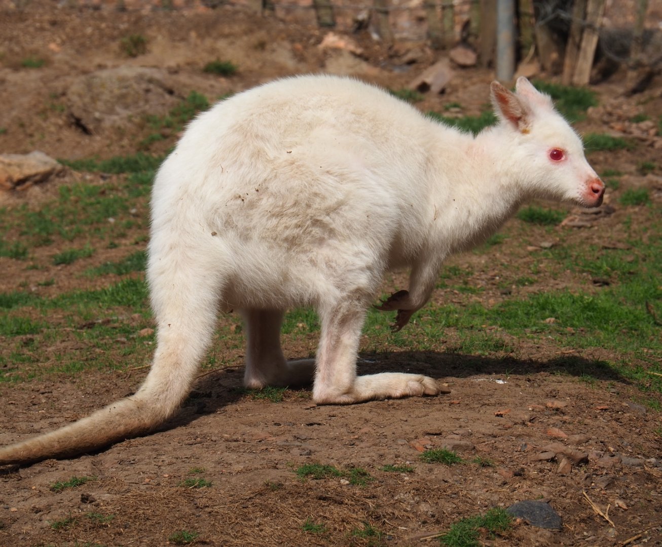 Albino red-necked wallaby (Macropus rufogriseus), Aug 28th, 2018