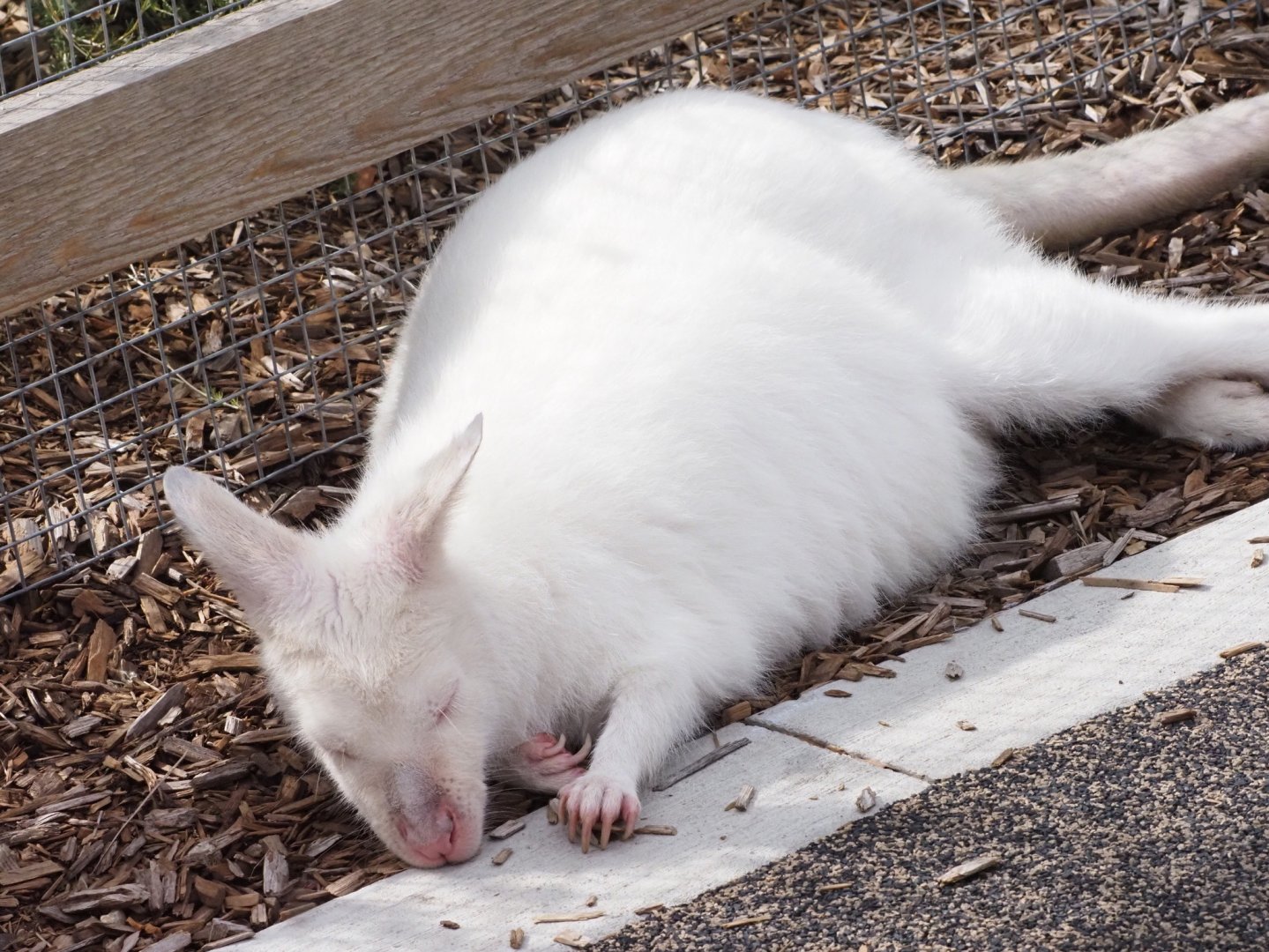 Albino Red-Necked Wallaby "Marshmallow"
