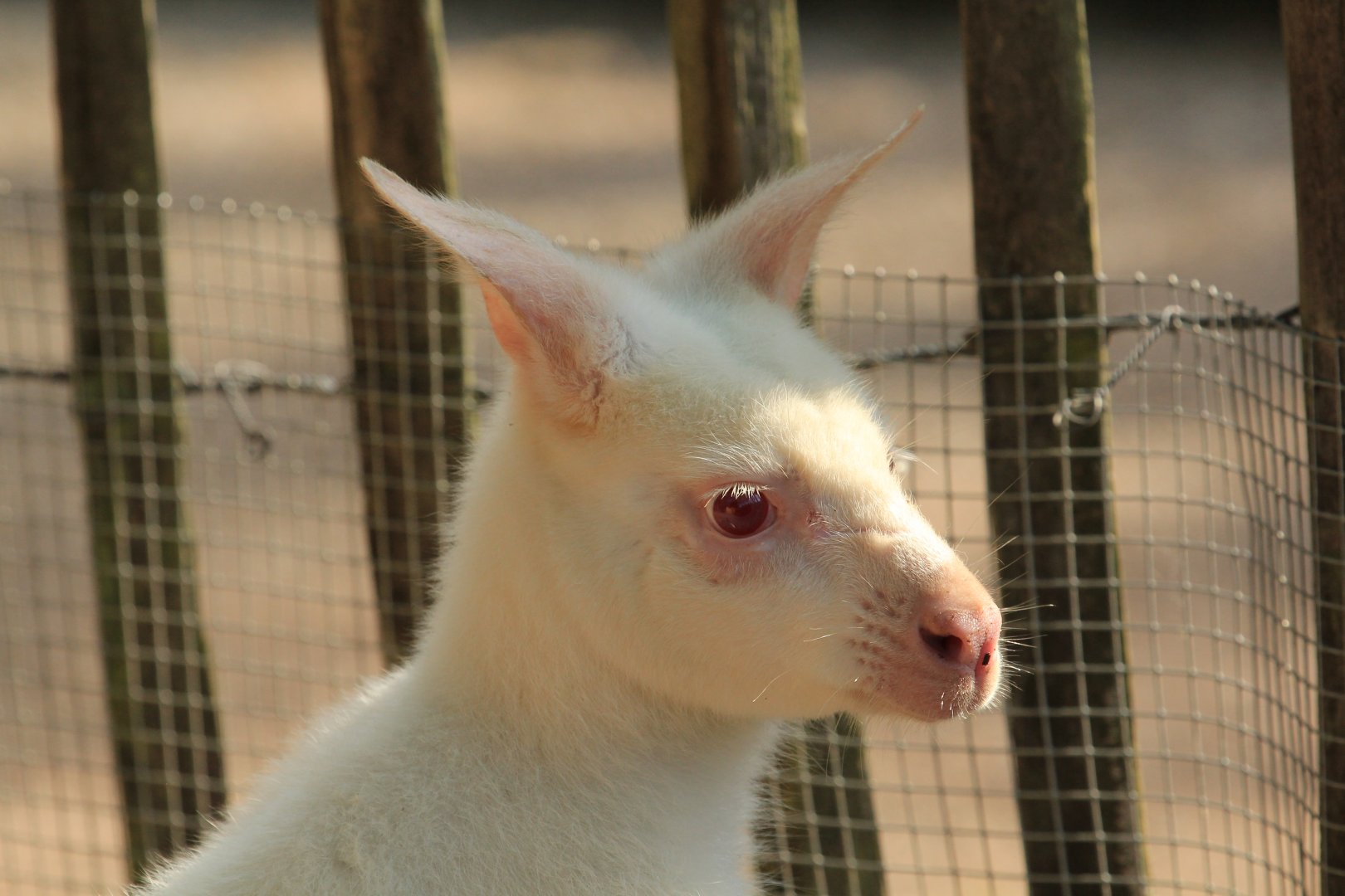 Albino red-necked wallaby (May 2018)