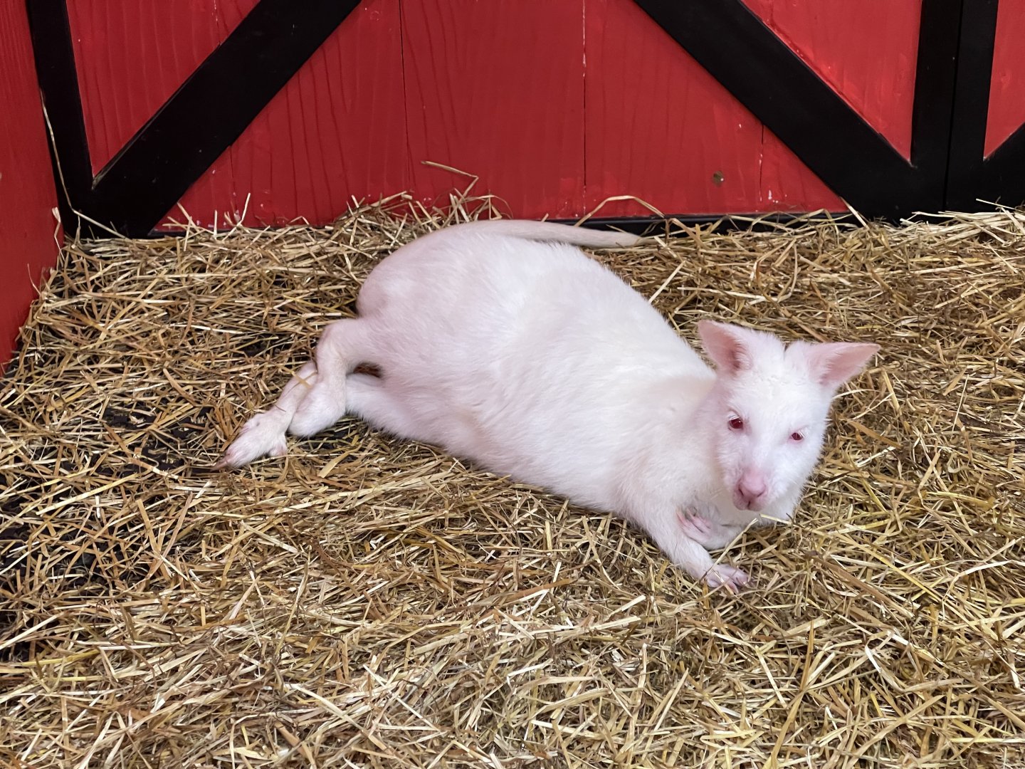 albino red-necked wallaby (notamacropus rufogriseus) (1)