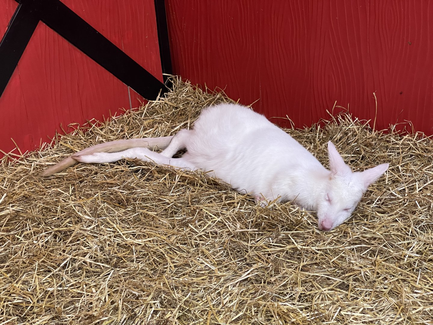 albino red-necked wallaby (notamacropus rufogriseus) (2)