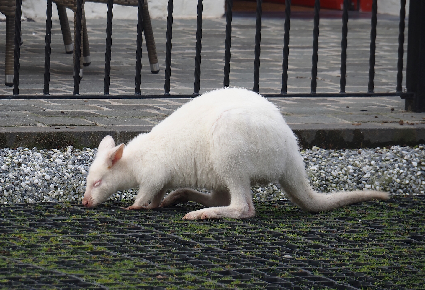 Albino Red-necked wallaby (Notamacropus rufogriseus), 2024-09-17