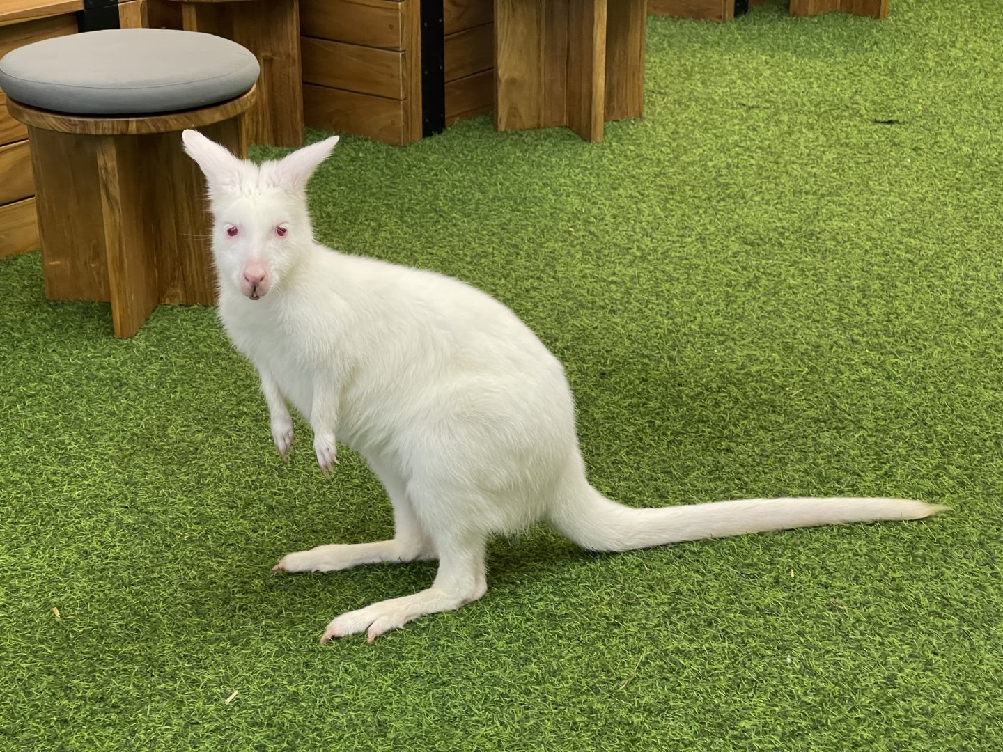 albino red-necked wallaby (notamacropus rufogriseus) (3)
