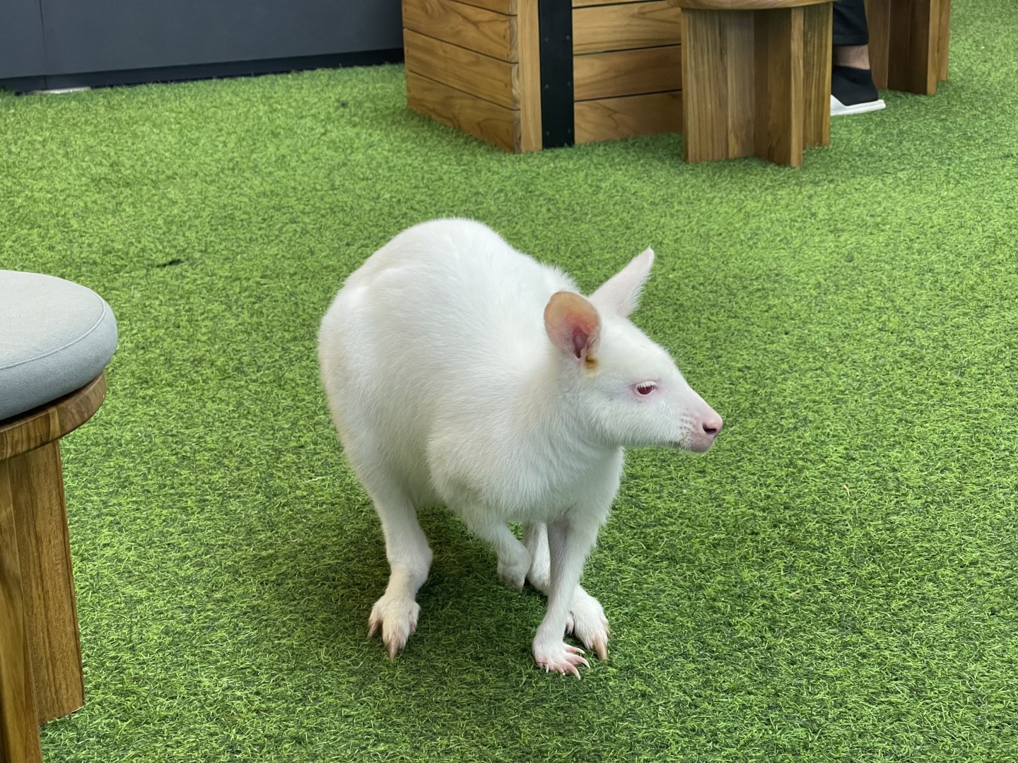 albino red-necked wallaby (notamacropus rufogriseus) (4)
