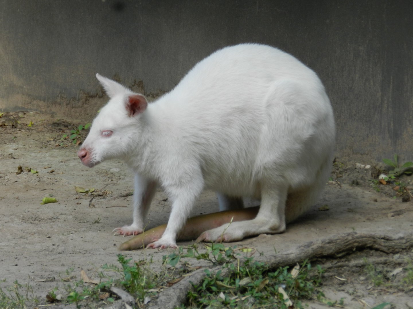 Albino red-necked wallaby - Temaiken