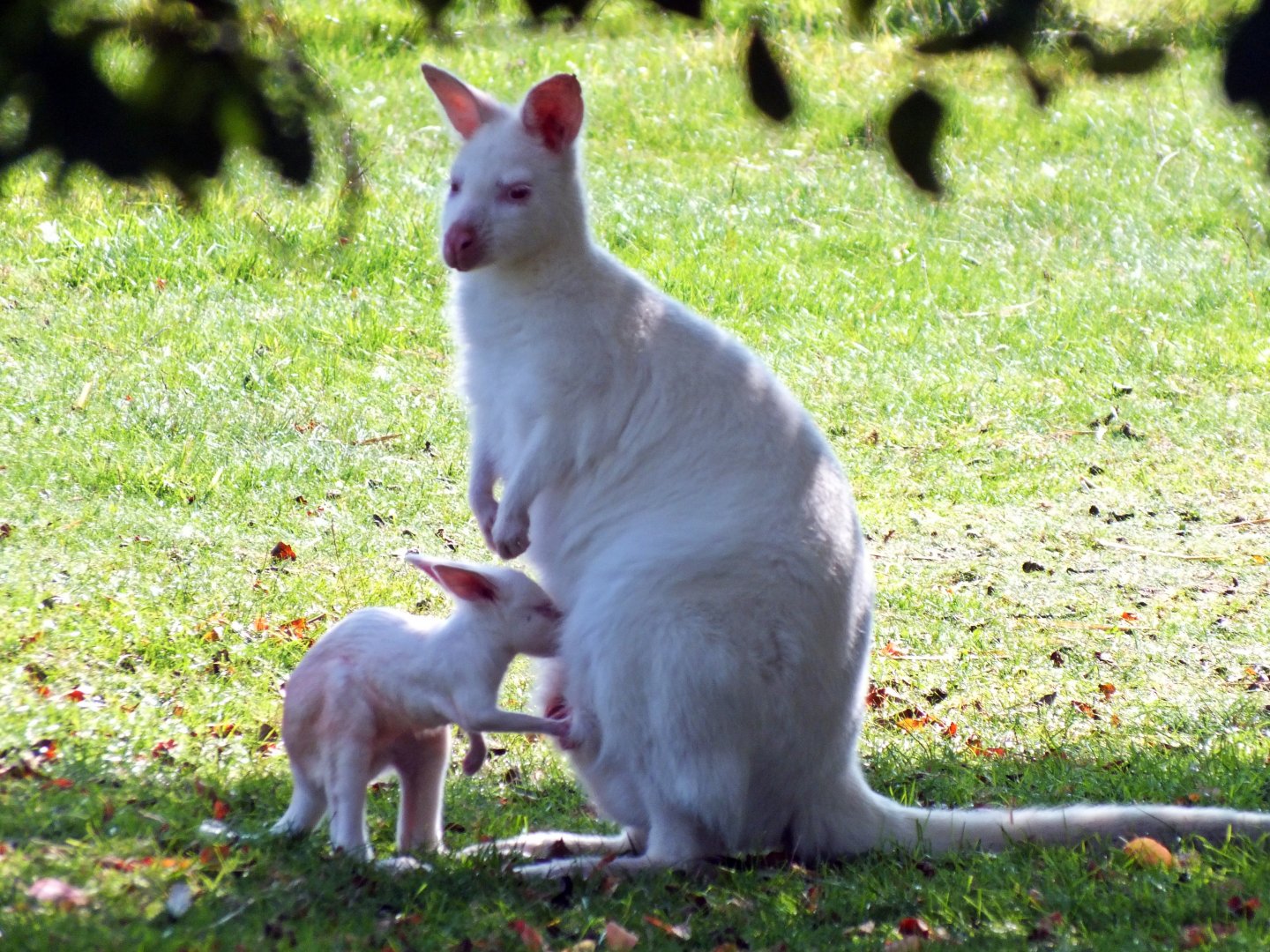 Albino red-necked wallaby with joey