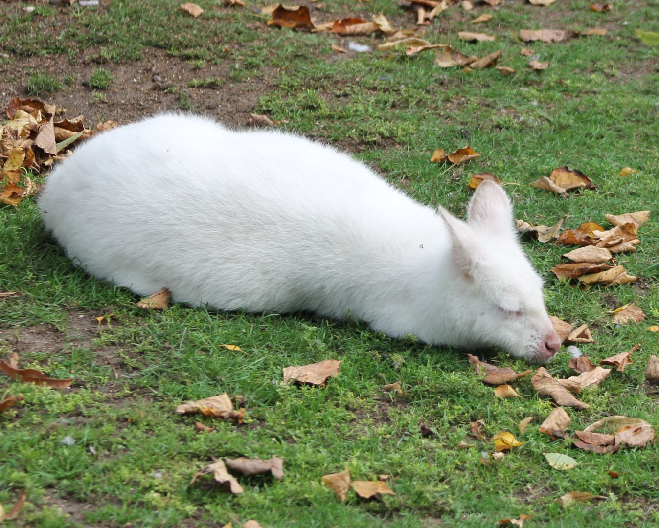 Albino Red-necked wallaby
