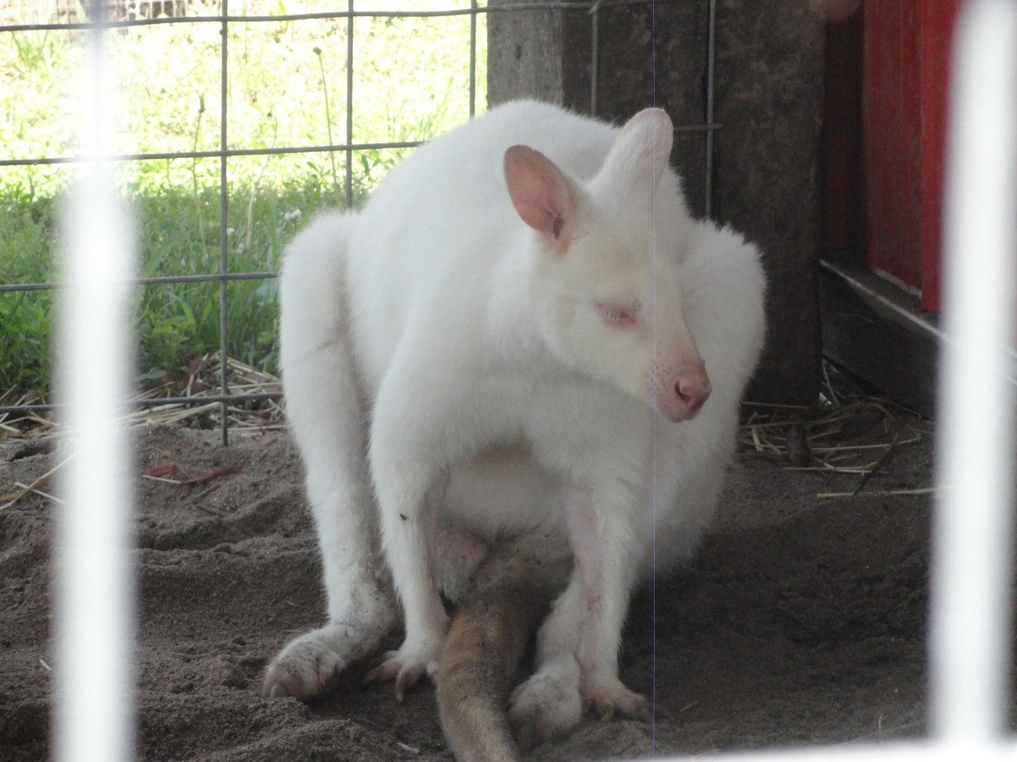 Albino Red Necked Wallaby