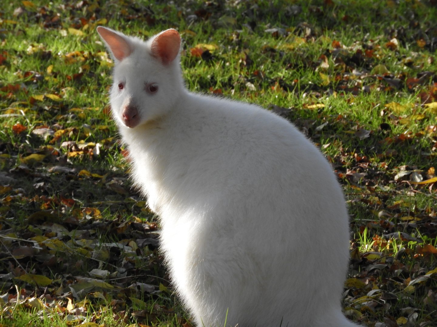 Albino red-necked wallaby