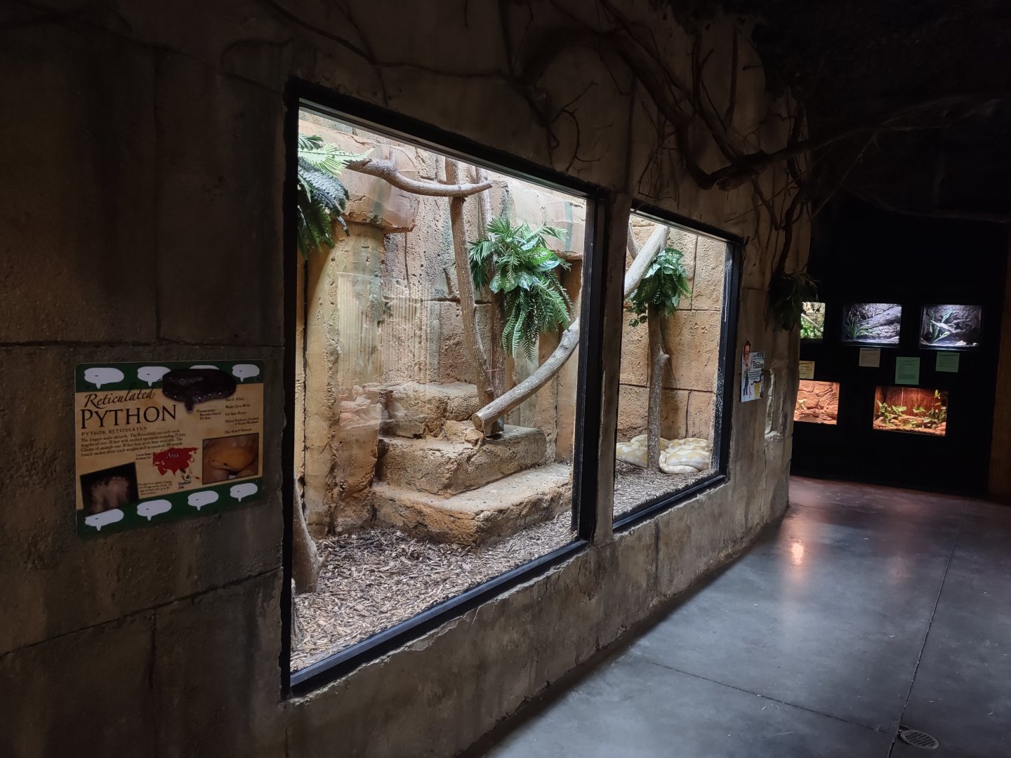 Albino Reticulated Python #1