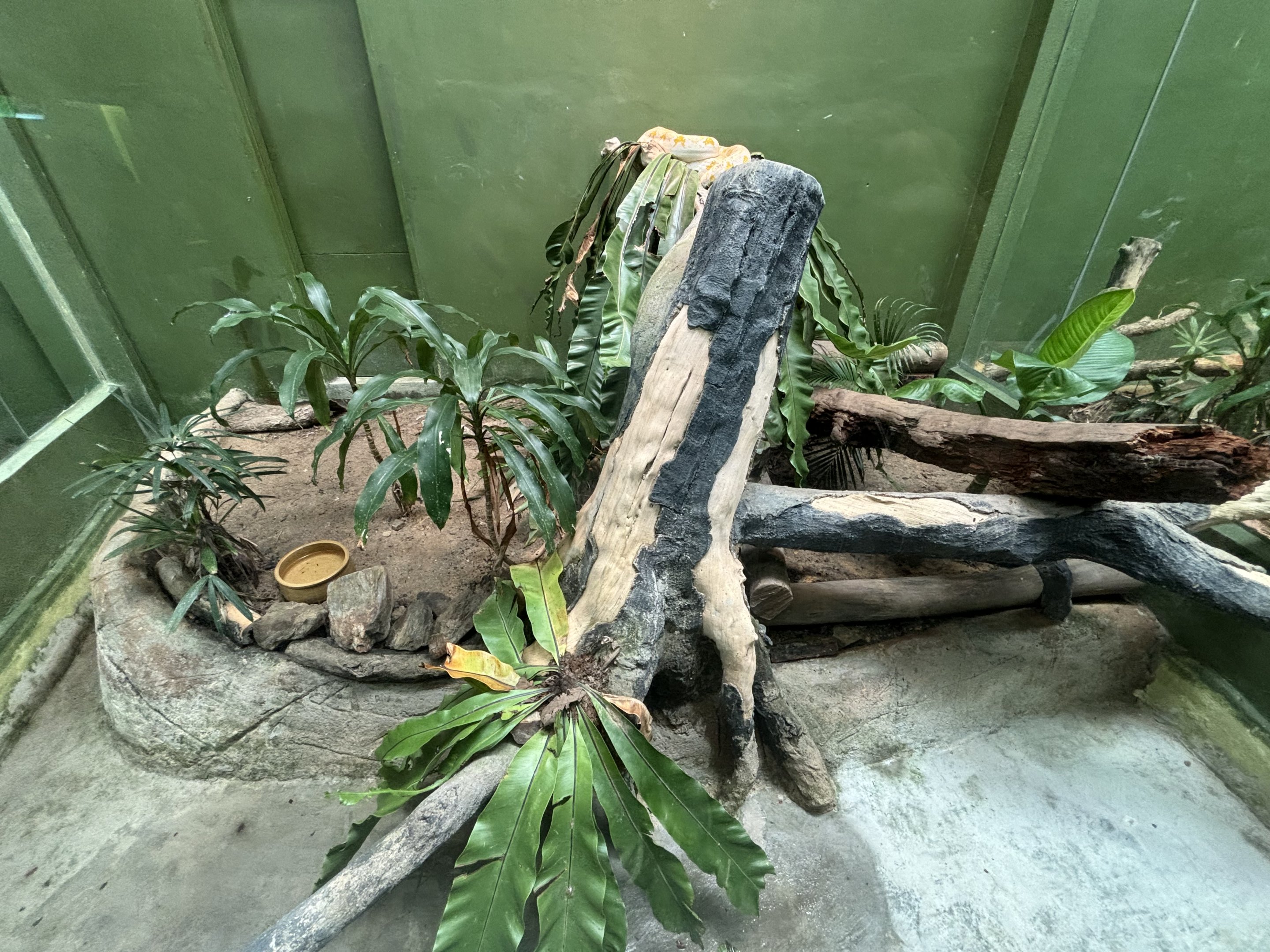 Albino Reticulated Python Exhibit