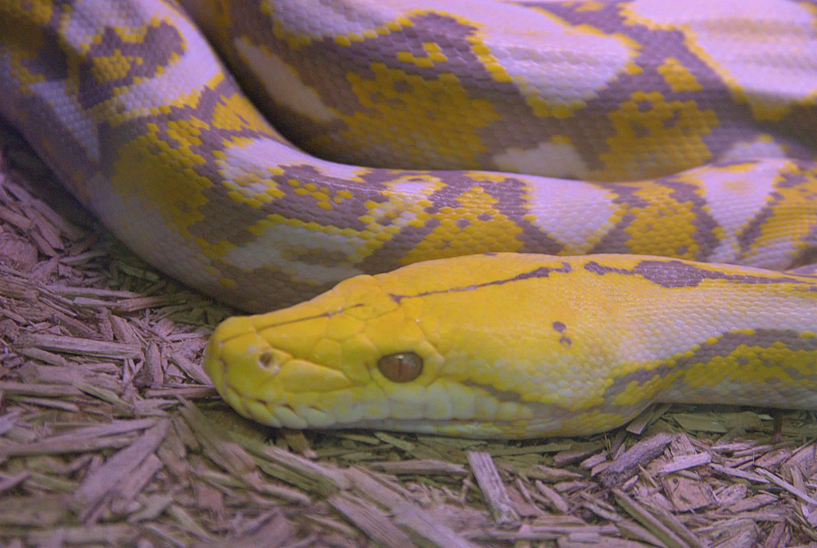 Albino Reticulated Python