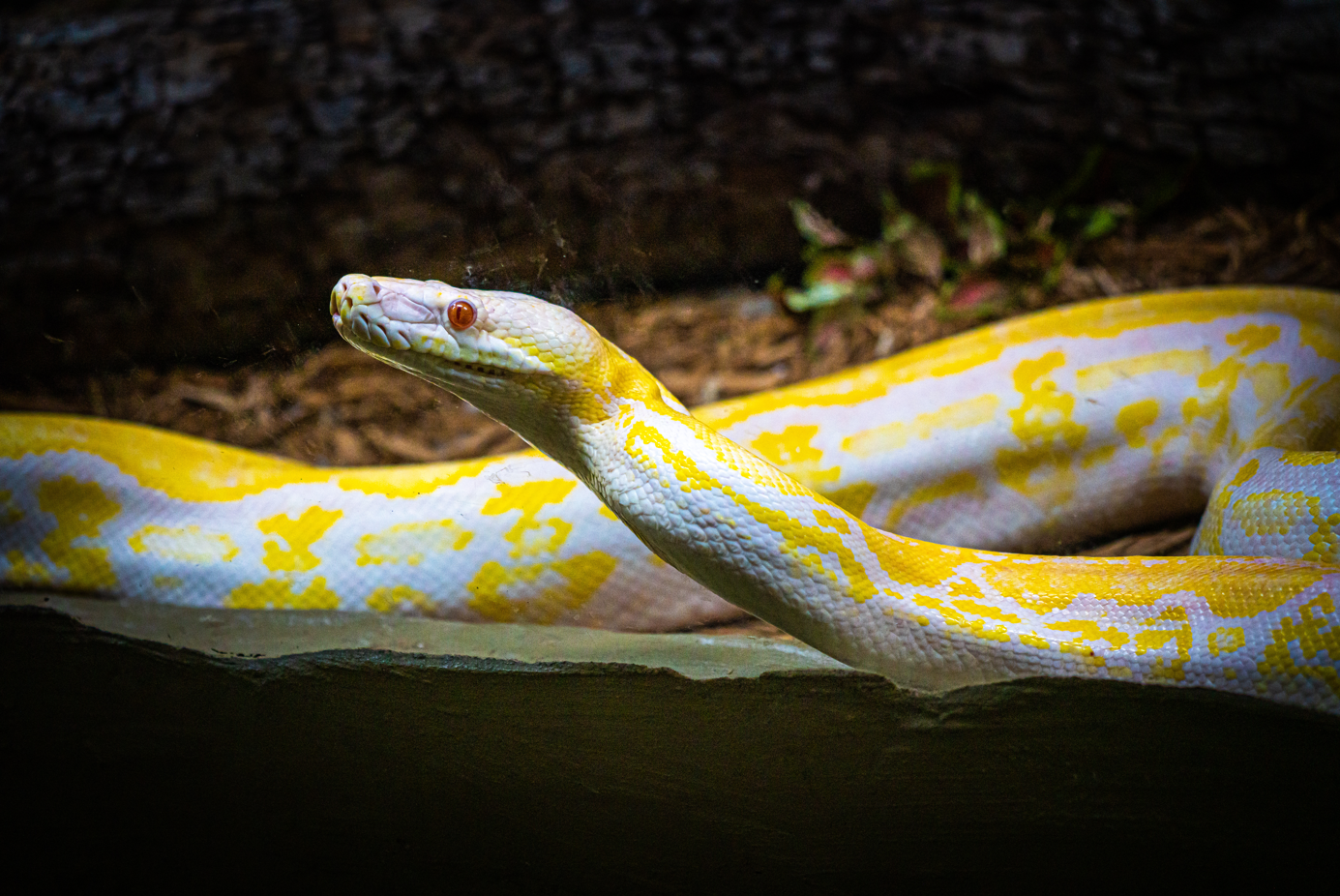 Albino Reticulated Python