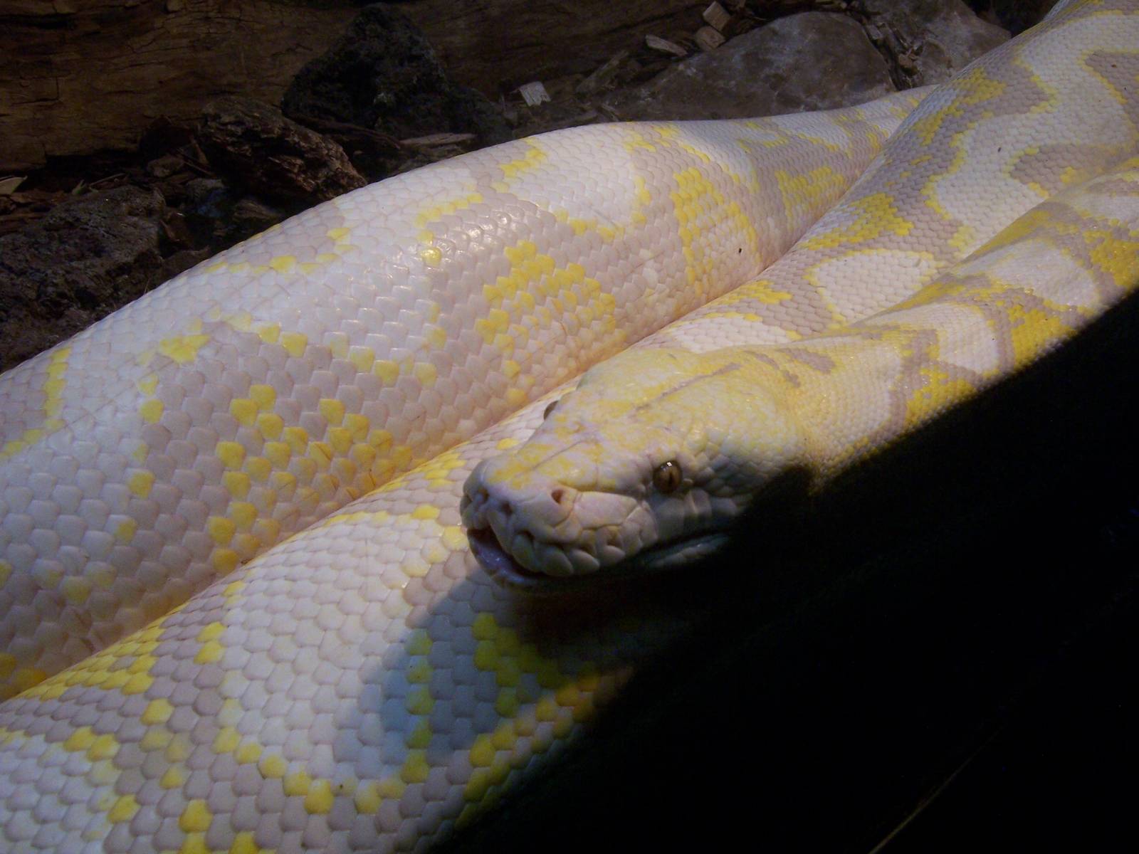 Albino Reticulated Python