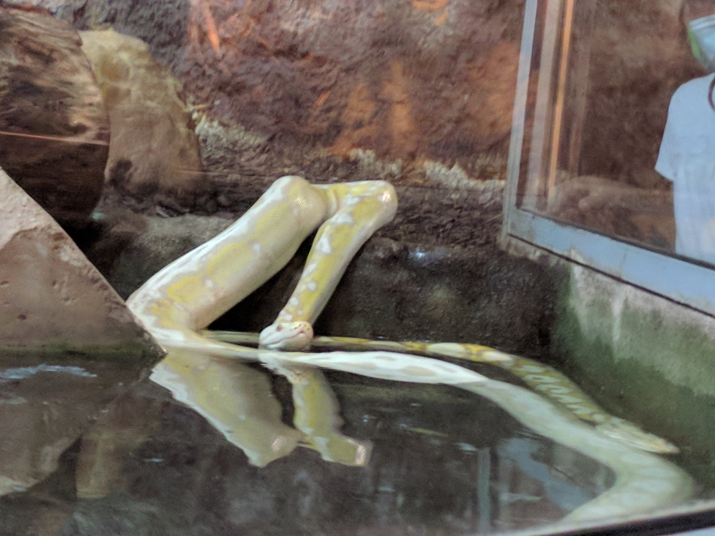 Albino Reticulated Pythons