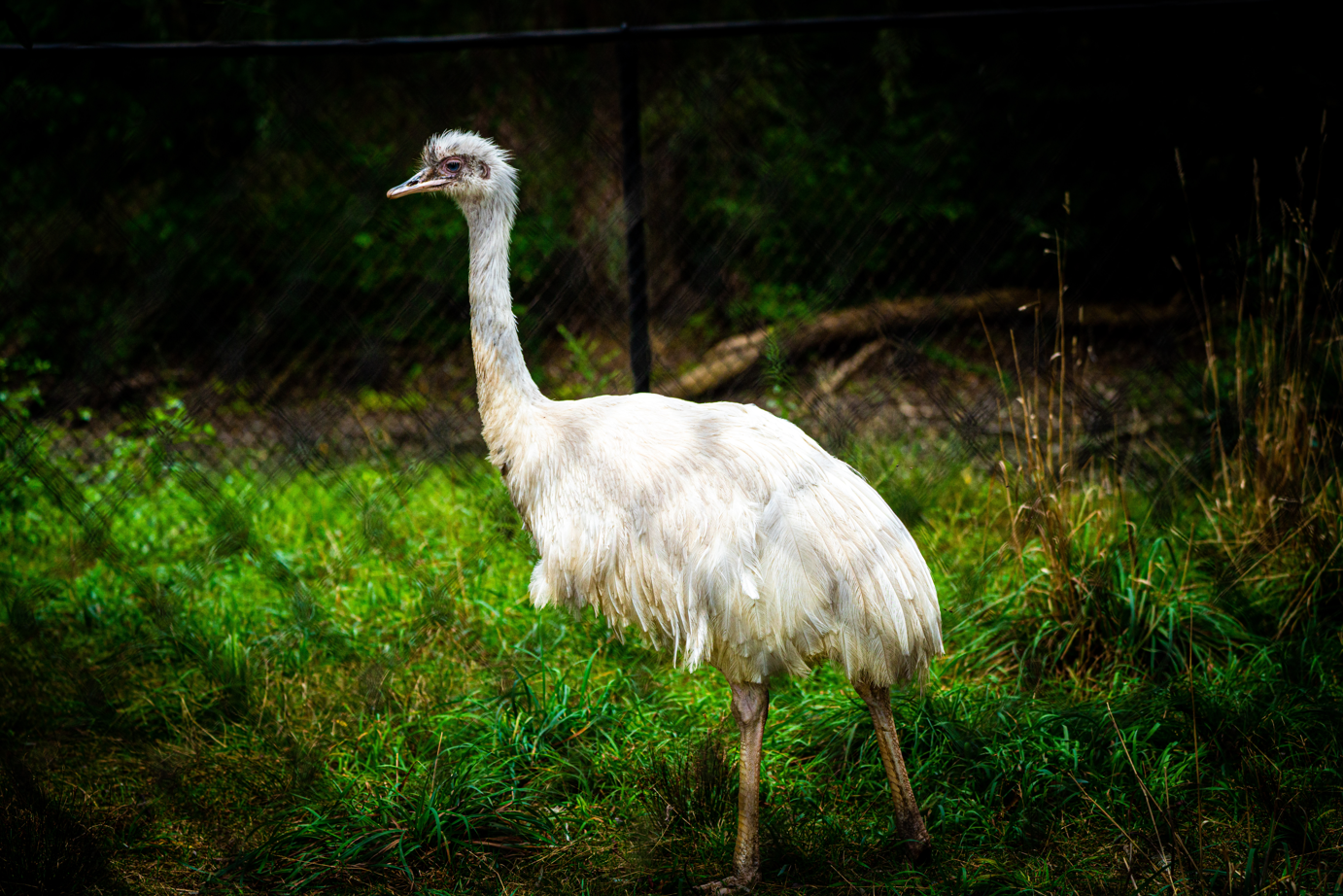 Albino Rhea