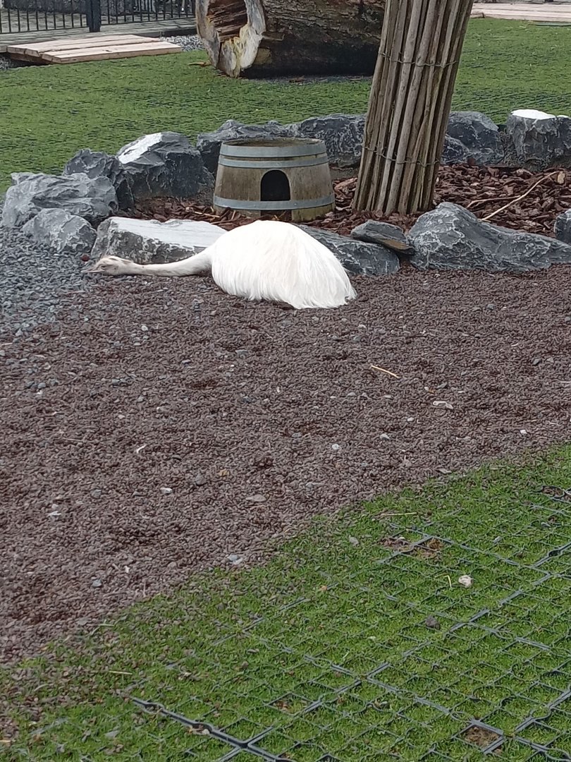 Albino Rhea