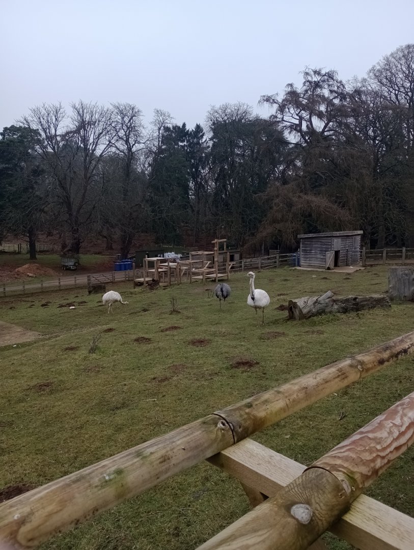 Albino rheas!