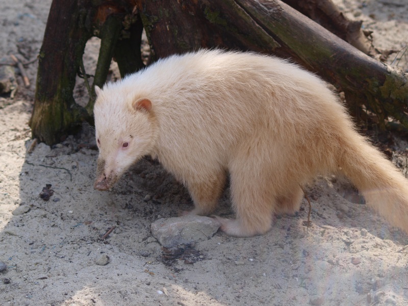 Albino ring-tailed coati (April 19th, 2015)